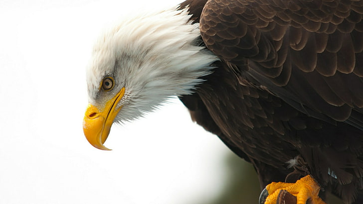 bald eagle, bird, beak, eagle, bird of prey, feather, close up, wildlife, HD wallpaper