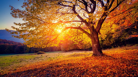 paisagem de outono, natureza, outono, cores de outono, folha caduca, árvore, céu, luz solar, manhã, paisagem, HD papel de parede HD wallpaper