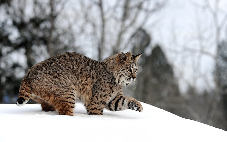 brown Lynx, snow, winter, forest, walk, playful, lynx, HD wallpaper