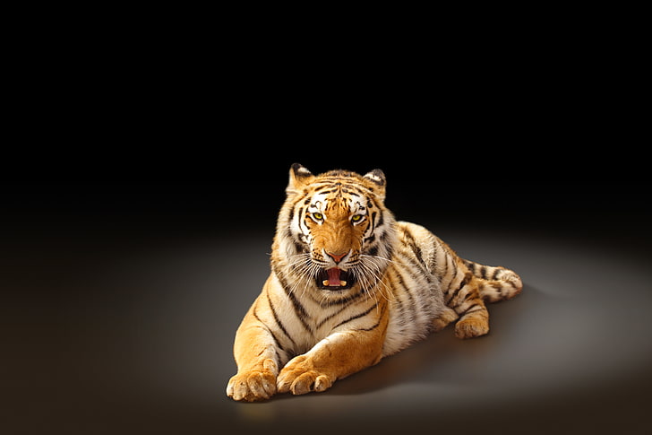 reclining tiger, tiger, predator, black background, big cat, the Amur tiger, HD wallpaper
