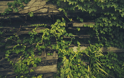 planta de vid verde, tablón de madera marrón cubierto de plantas, plantas, hojas, madera, verde, Fondo de pantalla HD HD wallpaper