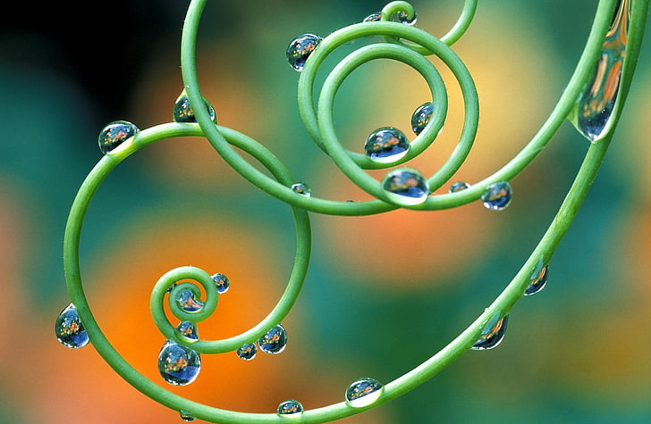 Drops On Passion Flower Tendrils Italy, water droplets, Aero, Fresh, Drops, Flower, Passion, Tendrils, Italy, HD wallpaper