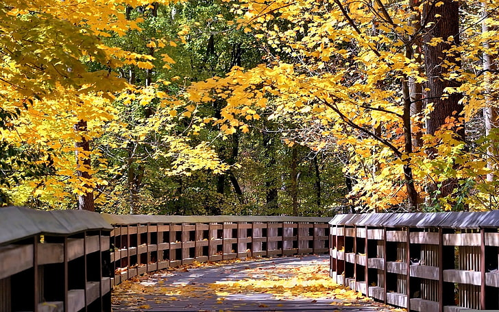 árvores de folhas amarelas, natureza, outono, folhas, árvores, HD papel de parede