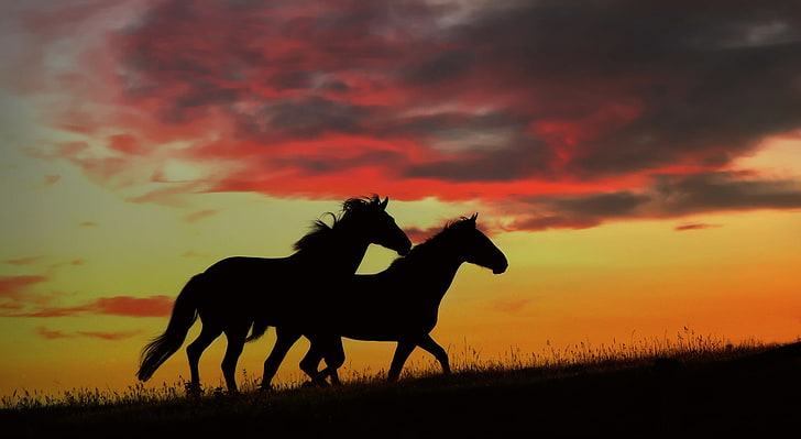 Wild Horses Running HD Wallpaper, silhouette of horses, Animals, Horses, Sunset, Wild, Silhouette, Running, HD wallpaper
