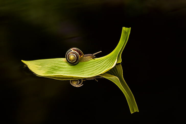 snail, insect, water, leaves, reflection, macro, HD wallpaper