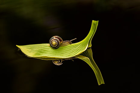 snail, insect, water, leaves, reflection, macro, HD wallpaper HD wallpaper