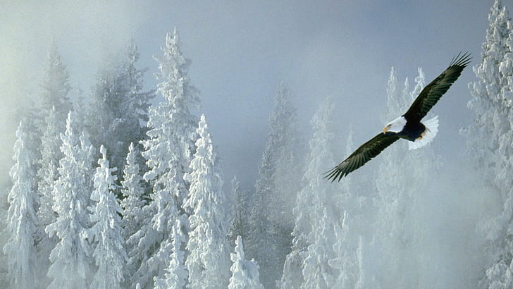 Eagle On The Snow Forest, botak elang dan pohon salju yang dilapisi lukisan, hutan, salju, pohon, elang, hewan, Wallpaper HD