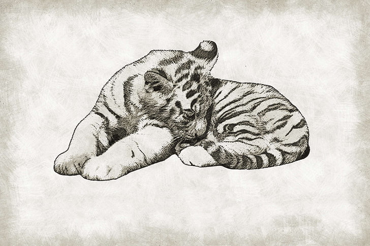 animal, baby, cat, cub, cute, drawing, fauna, mammal, pencil drawing, predator, sketch, tiger, wild, wildlife, HD wallpaper