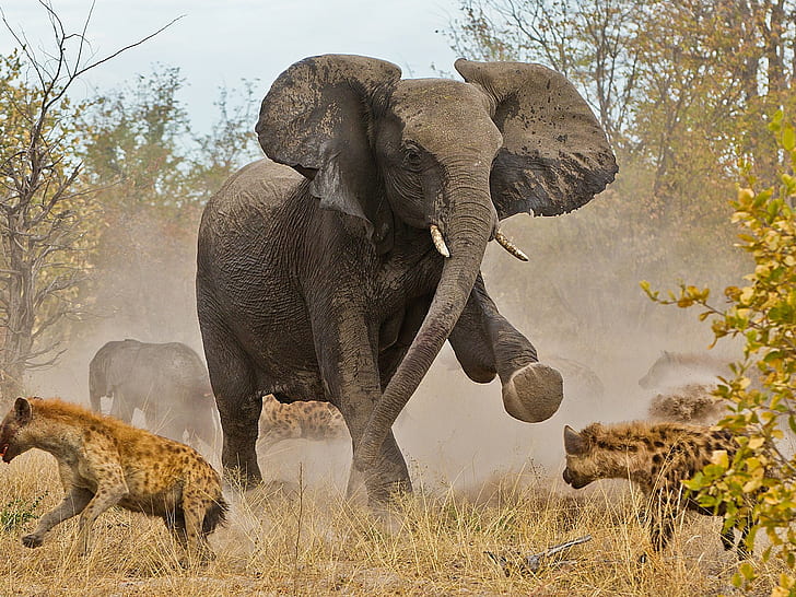 Слон Гиена HD, животные, слон, гиена, HD обои