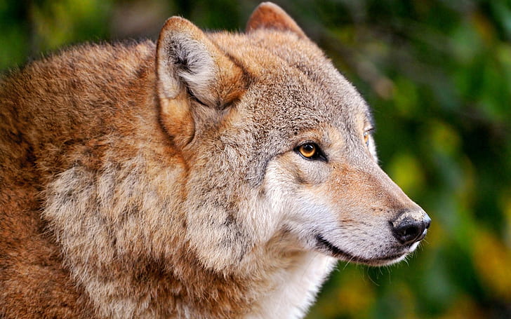 A wolf close-up, a predator, Wolf, Predator, HD wallpaper