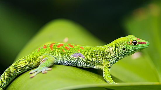reptil, verde, lagarto, gecko del día de Madagascar, lagarto verde, gecko verde, gecko del día gigante, fotografía macro, fotografía, gecko, fotografía de vida silvestre, de cerca, Fondo de pantalla HD HD wallpaper