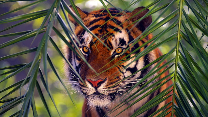 Tiger, Tiere, Katzen, Säugetiere, wild lebende Tiere, HD-Hintergrundbild