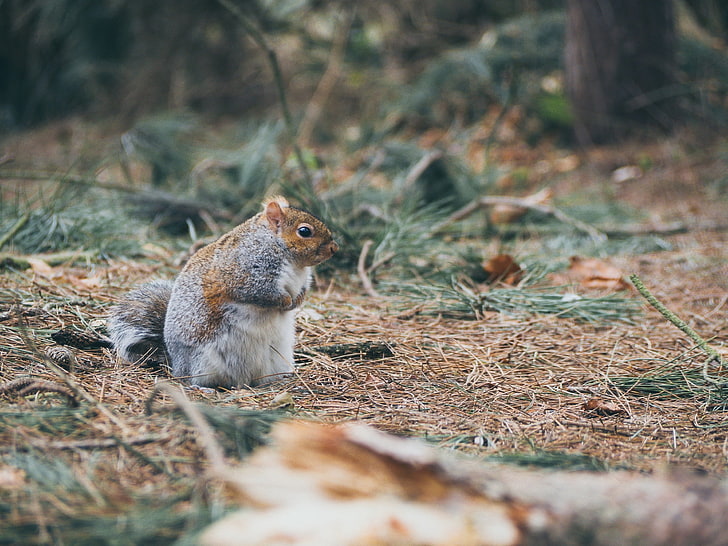 scoiattolo marrone e grigio, scoiattolo, erba, camminare, spesso, Sfondo HD