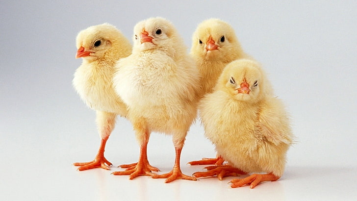 黄色の雛、動物、鶏、動物の赤ちゃん、鳥の群れ、 HDデスクトップの壁紙