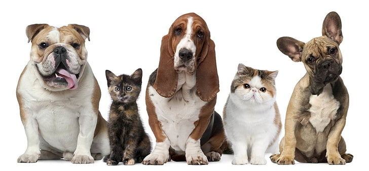 Animal, Gato y Perro, Basset Hound, Bulldog, Bulldog Francés, Fondo de pantalla HD