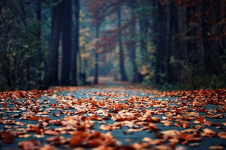 daun kering, musim gugur, aspal, daun, Taman, dedaunan, fokus, pagi, bokeh, Wallpaper HD HD wallpaper