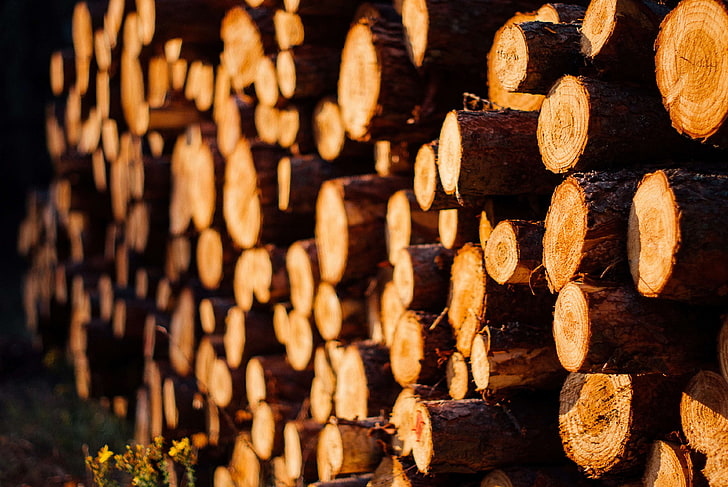 chopped wood, evening, forest, logs, stacked wood, wood, HD wallpaper