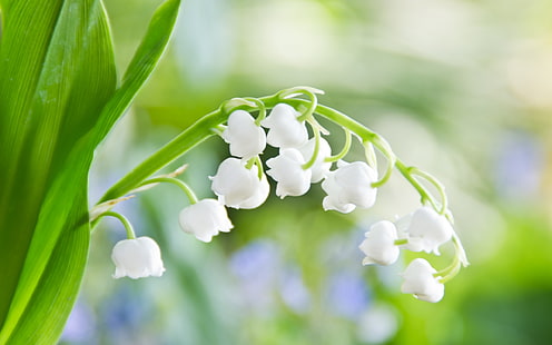 weiße Maiglöckchen Blumen, Grüns, Makro, Licht, Blumen, Blatt, Zärtlichkeit, Frühling, Weiß, Maiglöckchen, HD-Hintergrundbild HD wallpaper