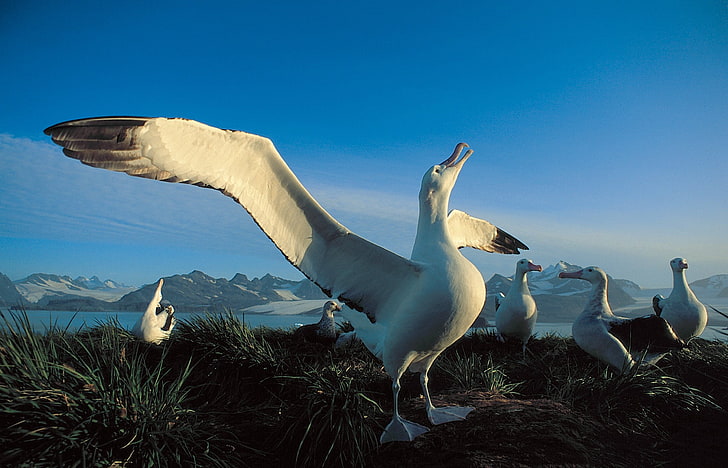 Albatross, bird, birds, Seabird, HD wallpaper