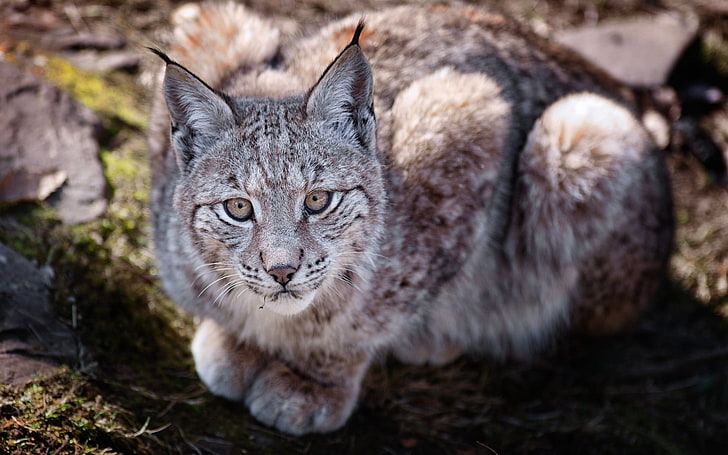 short-fur gray cat, big cat, predator, lie, lynx, HD wallpaper