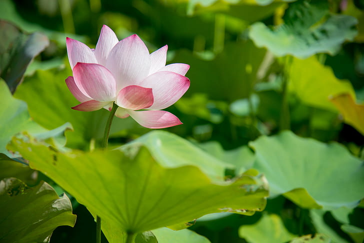 photographie de fleur rose avec des feuilles vertes pendant la journée, lotus, lotus, nature, lotus Nénuphar, nénuphar, étang, plante, pétale, tête de fleur, feuille, fleur, couleur rose, été, botanique, beauté dans la nature, lac, Fond d'écran HD