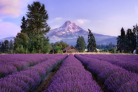 pohon, pemandangan, bunga, gunung, pagar, rumah, lavender, bidang lavender, Wallpaper HD HD wallpaper