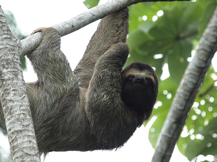 sloth, HD wallpaper