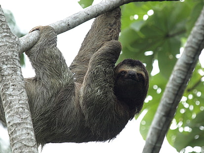 sloth, HD wallpaper HD wallpaper