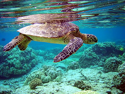 костенурка, плуваща в океана, зелена костенурка, Chelonia mydas, океан, природа, фон на работния плот, 1680x1050, костенурка, море, под вода, животно, риф, дива природа, влечуго, морска костенурка, вода, HD тапет HD wallpaper