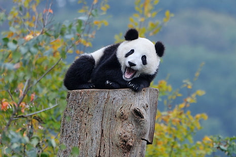 baby djur, björnar, natur, Panda, HD tapet HD wallpaper