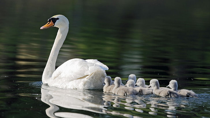 white goose, pond, swans, mom, seven, kids, HD wallpaper