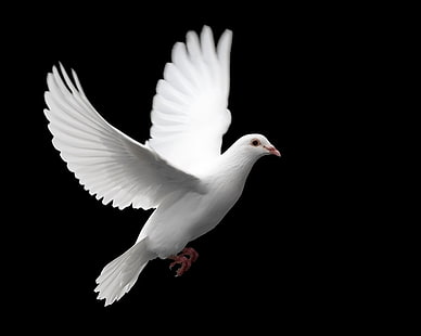 piccione bianco, uccelli, colomba, Sfondo HD HD wallpaper