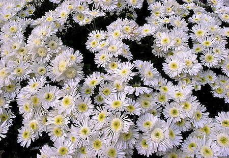 white petaled flower, chrysanthemums, flowers, white, many, HD wallpaper HD wallpaper