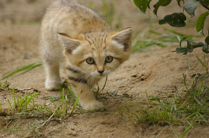 القط البني والأسود ، العشب ، نظرة ، كيتي ، قطة الرمل، خلفية HD