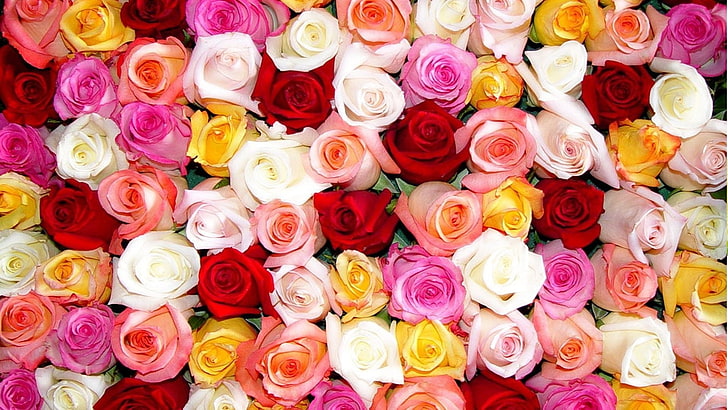 mawar, berwarna-warni, bunga, tanaman, Wallpaper HD
