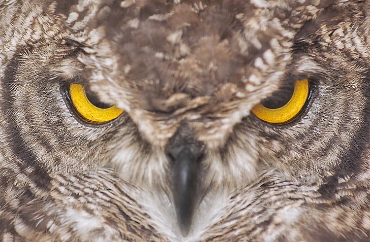 close up brown owl view, Maju - buat hariku, brown owl, closeup, view, Skotlandia, Stirlingshire, Eagle Owl, burung hantu, burung, hewan, margasatwa, burung buas, karnivora, alam, bulu, binatang Di Alam Liar, paruh, Mata binatang, Wallpaper HD