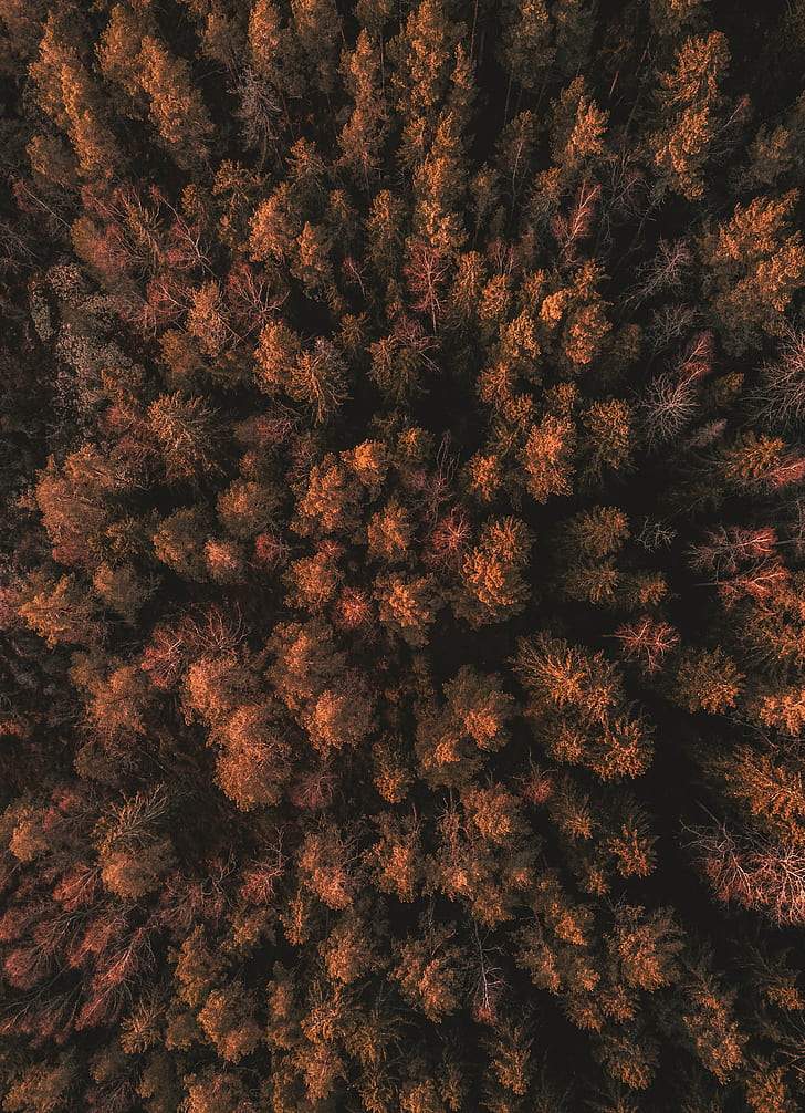 foresta, alberi, cime, fitto, autunno, veduta aerea, svezia, Sfondo HD, sfondo telefono
