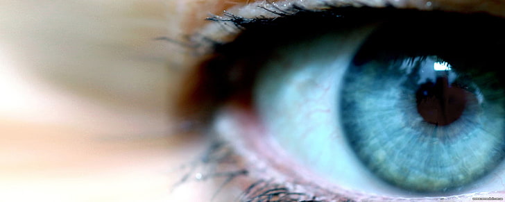 oeil humain, yeux bleus, fond simple, Fond d'écran HD
