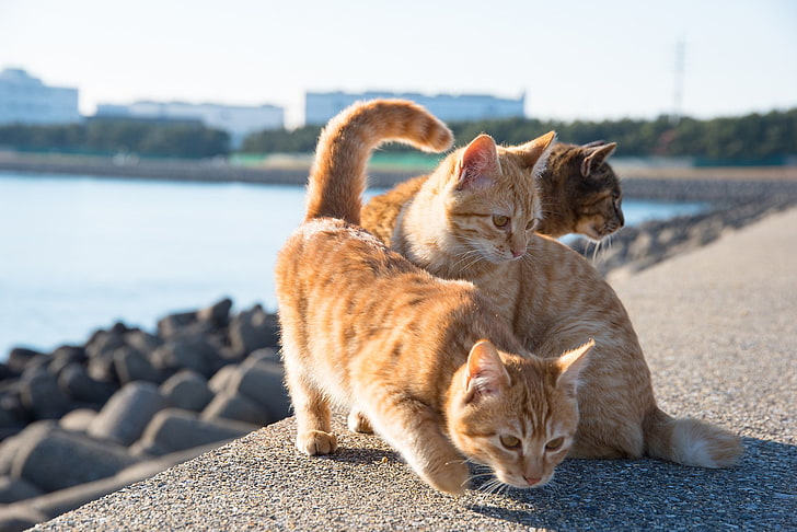 четири оранжеви котки с къса козина, котка, животни, HD тапет
