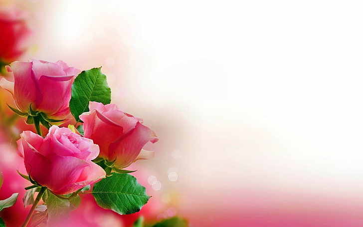 wallpaper bunga mawar merah muda, Bunga, Mawar, Bunga, Pastel, Mawar Merah Muda, Hari Valentine, Wallpaper HD