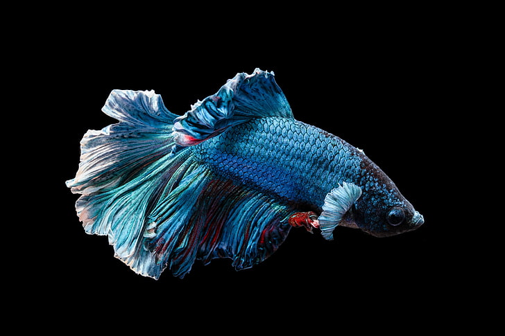 blue and red betta fish, fish, animals, underwater, black, wildlife, Fighting Beta, HD wallpaper