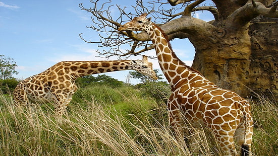 duas girafas marrons, animais, girafas, natureza, África, HD papel de parede HD wallpaper