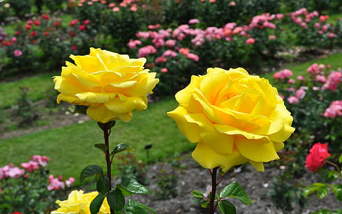 Rosas amarillas más bellas, Fondo de pantalla HD HD wallpaper