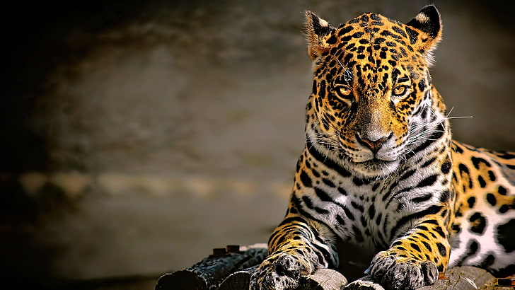 леопард (животное), большие кошки, леопард, ягуары, животные, HD обои