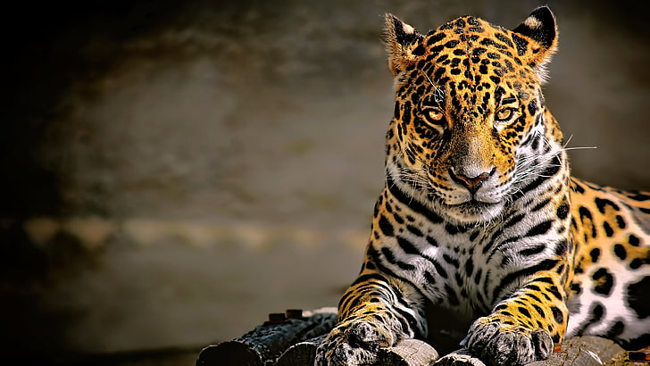 macan tutul putih dan kuning, macan tutul, macan tutul (hewan), hewan, kucing besar, jaguar, Wallpaper HD
