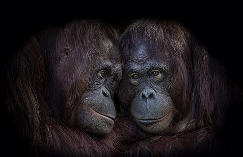 маймуни, животни, орангутани, HD тапет HD wallpaper
