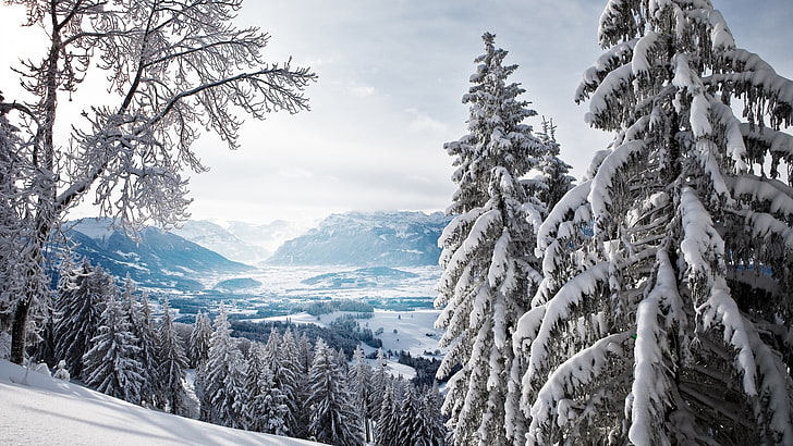 lote de árboles cubiertos de nieve, naturaleza, invierno, paisaje, nieve, Fondo de pantalla HD