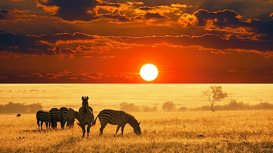 djur, Afrika, zebror, solnedgång, himmel, landskap, sol, natur, fotografi, savann, HD tapet HD wallpaper