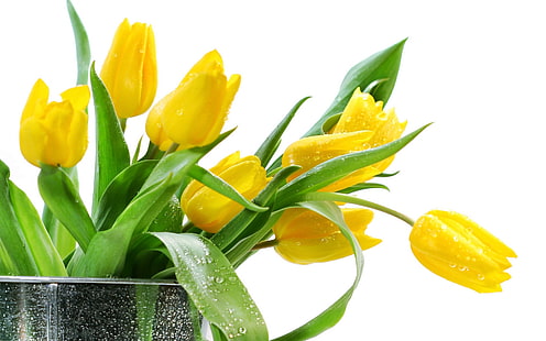 arrangement de fleur tulipe jaune, tulipes, jaune, fleurs, bouquet, Fond d'écran HD HD wallpaper
