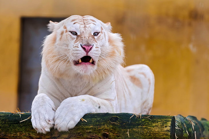 tigre branco e bege, tigre, albino, sorriso, predador, HD papel de parede